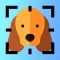 Dog Breed Identifier AI